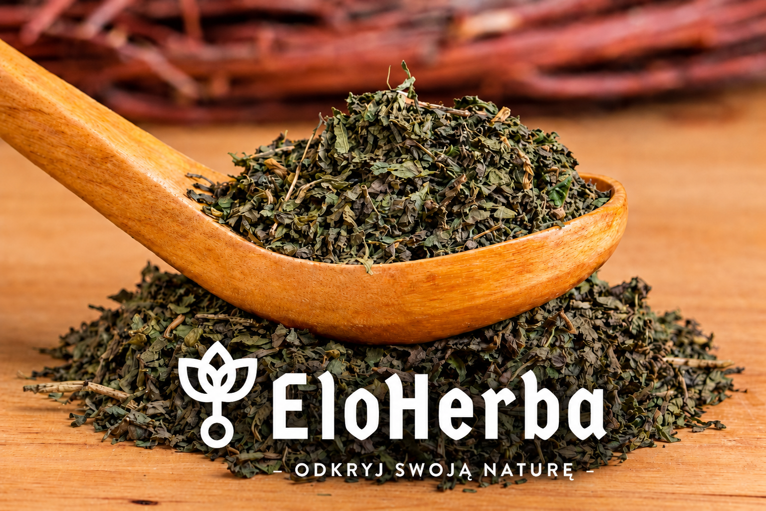 POKRZYWA ziele - obrazek 2